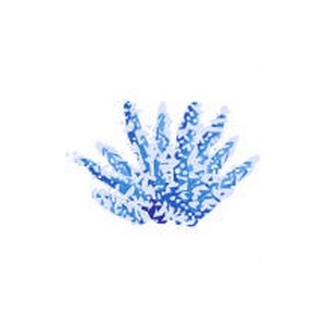 Blue Acropora